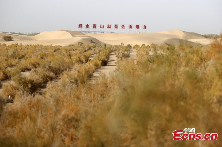 Une ceinture forestière pour se protéger du vent et fixer le sable, vue au bord du désert de Taklamakan, dans le comté de Makit de la préfecture de Kashgar, dans la région autonome ouïghoure du Xinjiang (nord-ouest de la Chine), le 27 septembre 2021. (Fu Tian / China News Service)