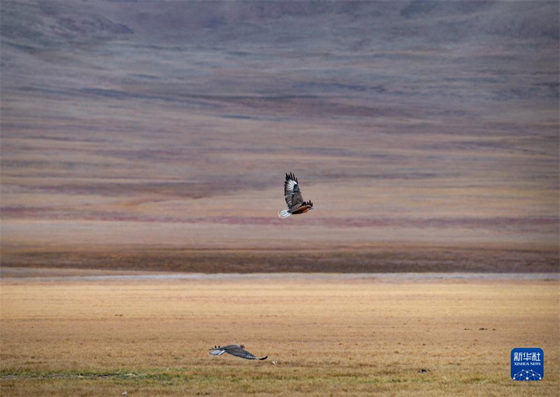 Un aigle en vol dans la Réserve naturelle nationale de Qiangtang, dans la Région autonome du Tibet (sud-ouest de la Chine), le 25 septembre. (Jinmei Duoji / Xinhua)