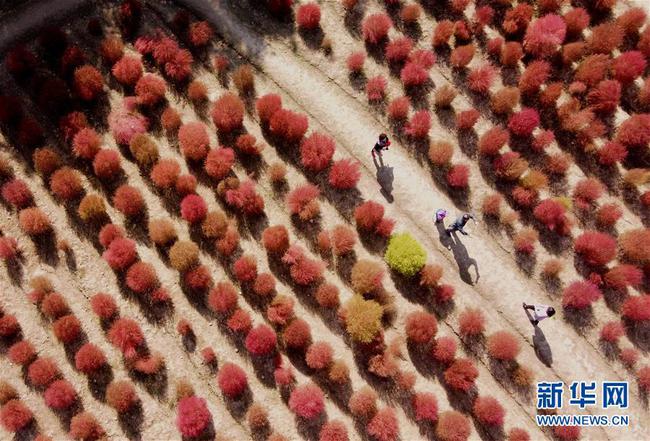 Shanghai va étendre ses espaces verts avec un mécanisme de « chef forestier »
