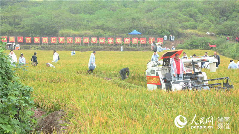 Le rendement du riz hybride de troisième génération de double saison dépasse 1 600 kg par mu