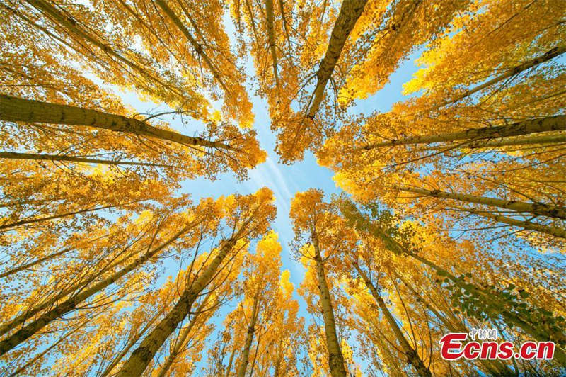Photo prise le 17 octobre montrant le paysage automnal du site touristique de Lushuiwan dans la ville de Zhangye, dans la province du Gansu (nord-ouest de la Chine). (Cheng Lin / China News Service)