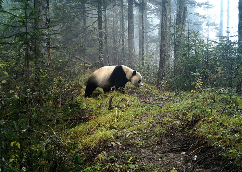 Le Parc national du panda géant, dans les provinces du Sichuan, du Shaanxi et du Gansu (sud-ouest, nord et nord-ouest de la Chine). (Photo / Administration de la réserve naturelle nationale de Baishuijiang au Gansu)