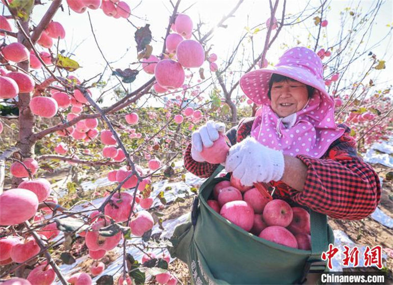 La récolte des pommes à Rongcheng, dans le Shandong