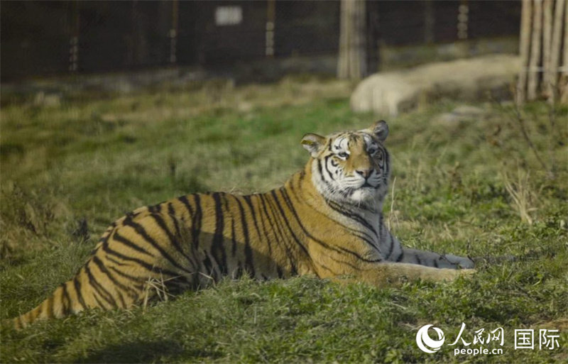 Découvrez le charme du « roi de la forêt » dans le parc forestier des tigres de Sibérie