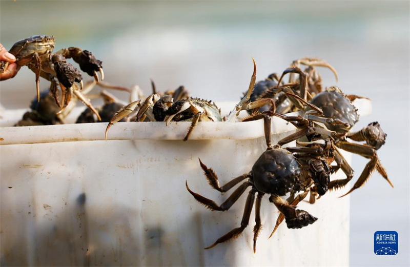 La pêche des crabes à la fin de l'automne à Sihong, dans la province du Jiangsu