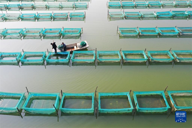 La pêche des crabes à la fin de l'automne à Sihong, dans la province du Jiangsu