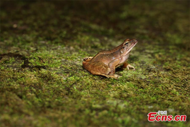 Photo d'archive montrant une grenouille rousse (Rana Temporaria), l'une des deux espèces nouvellement découvertes dans le parc national de Wuyishan, dans la province du Fujian (sud-est de la Chine). (Wu Yanqing / China News Service)