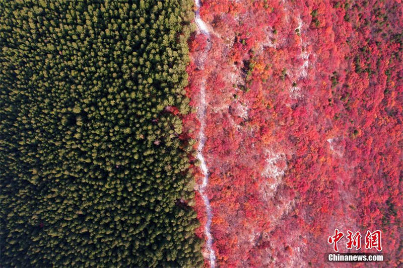 Vue aérienne du mont Xiezi à Jinan dans le Shandong, moitié vert et moitié rouge