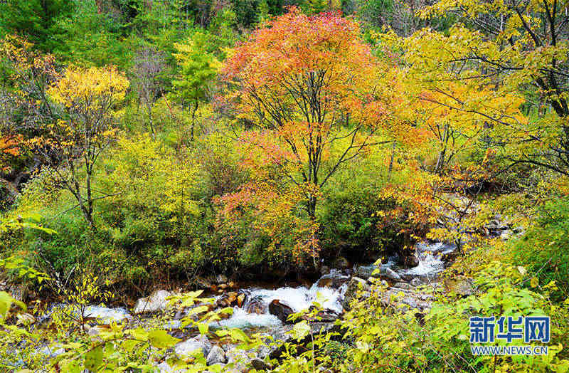 Les premières chutes de neige de la fin de l'automne à Pingheliang, dans les monts Qinling, pittoresques et colorés