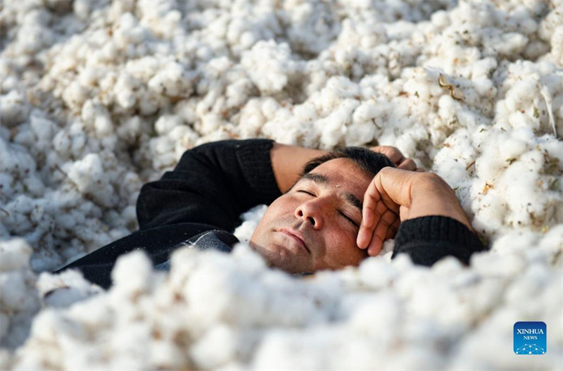 La cueillette mécanique du coton apporte plus d'efficacité et de revenus aux producteurs de coton du Xinjiang