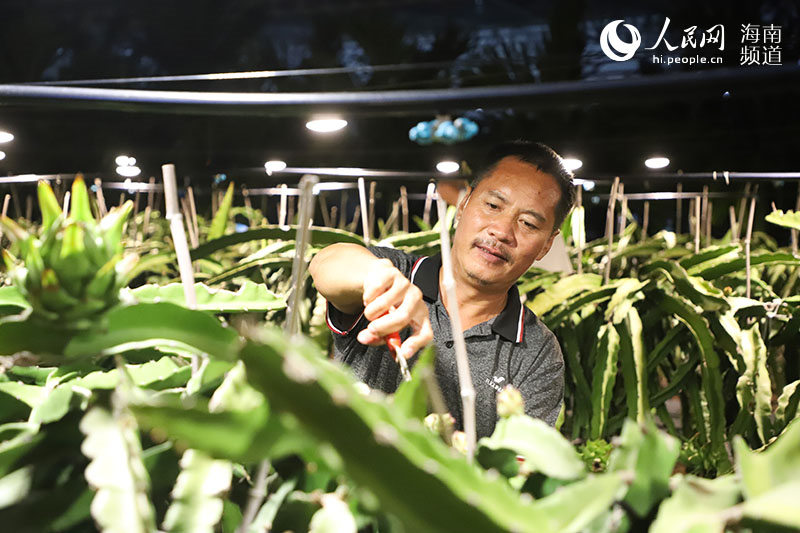 Hainan : les pitayas « illuminent » la nuit dans la campagne, éclairant la route de la revitalisation