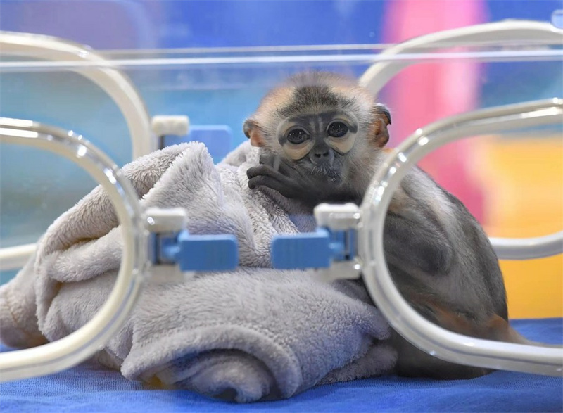 La Chine élève avec succès une espèce de primate menacée en captivité