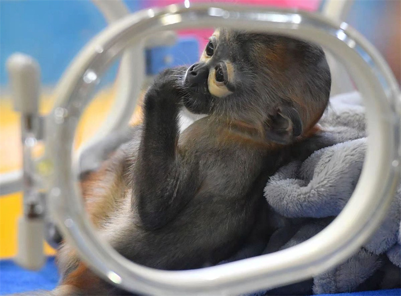 La Chine élève avec succès une espèce de primate menacée en captivité