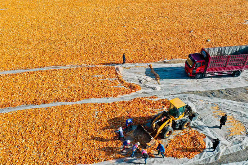 Zhangye, dans le Gansu : le traitement des grains de maïs bat son plein