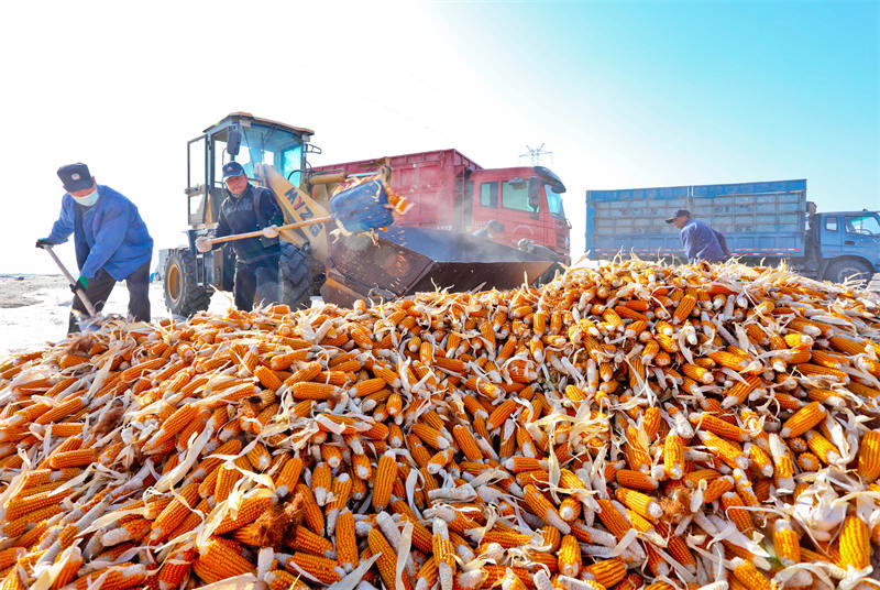 Zhangye, dans le Gansu : le traitement des grains de maïs bat son plein
