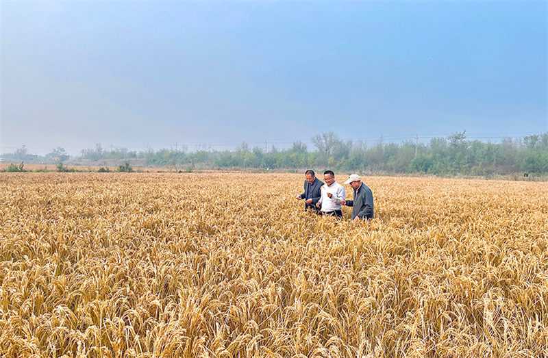 Récolte exceptionnelle pour le riz de mer à Tianjin