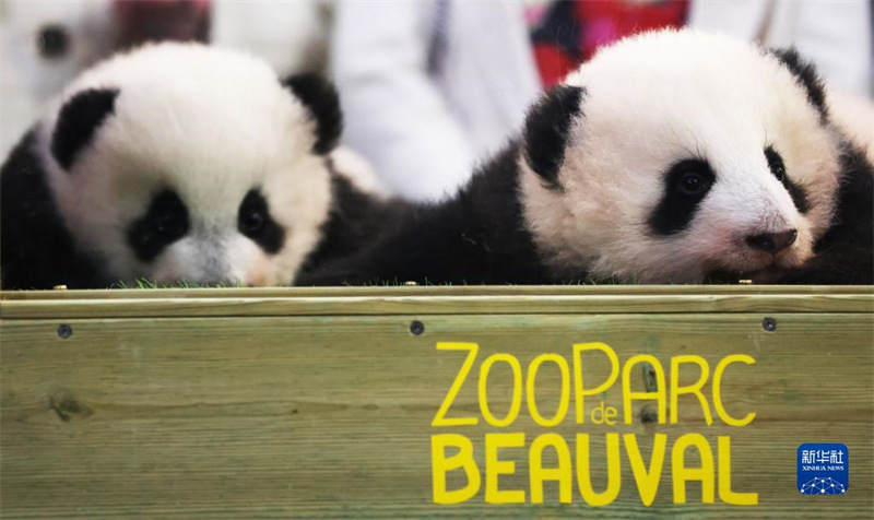 Les jumeaux pandas géants du zoo de Beauval ont reçu leurs noms