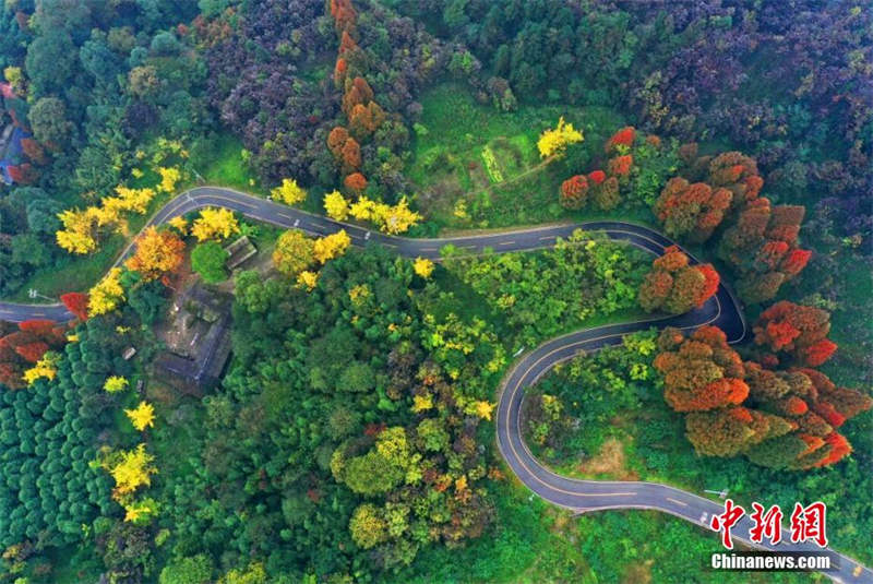 La superbe forêt colorée du mont Zhaogong à Dujiangyan, dans le Sichuan