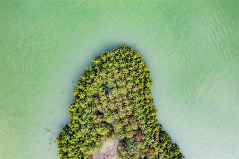 Une « forêt dans l'eau » est en train de se former par la croissance des sapins de Zhongshan. (Rong Tenglong/le Quotidien du Peuple en ligne)
