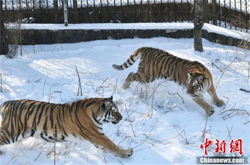 Des tigres de Sibérie s'amusent dans la neige à Changchun, capitale de la province du Jilin (nord-est de la Chine). (Zhang Yao/China News Service)