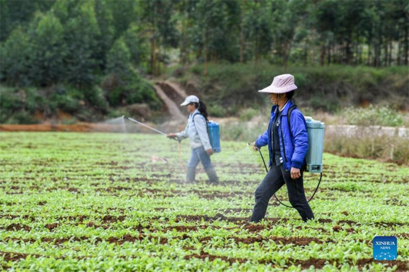 Les agriculteurs se préparent pour la saison de plantation d'hiver dans le sud de la Chine