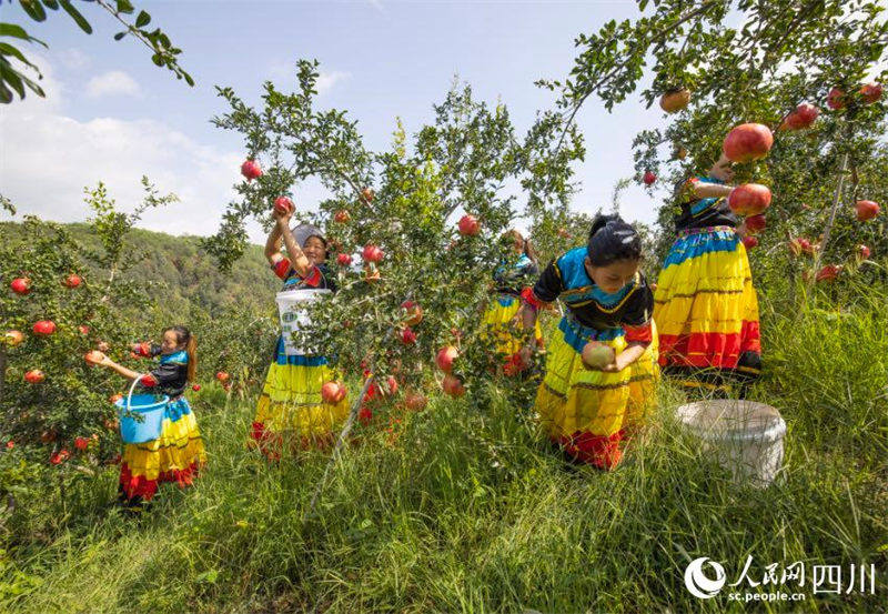En photos : la grande récolte du mont Daliang, dans le Sichuan