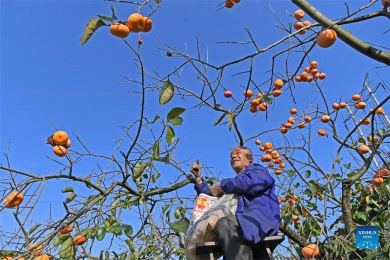 Guangxi : les kakis sont mûrs sur les branches à Gongcheng
