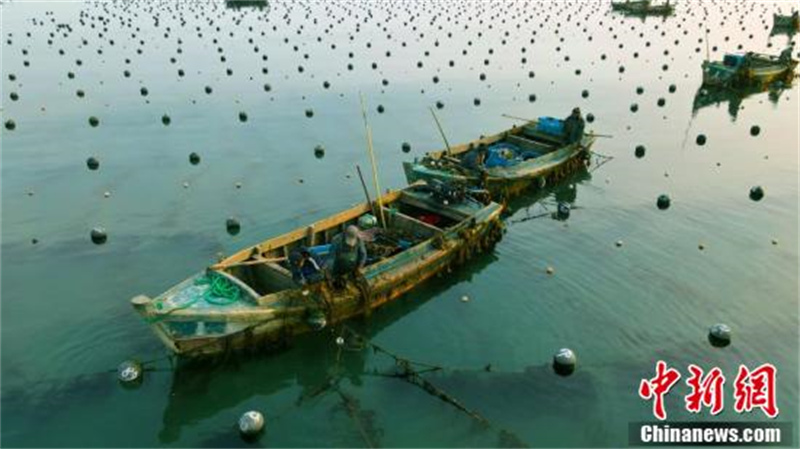 Shandong : la fin de la saison de « repiquage » en mer