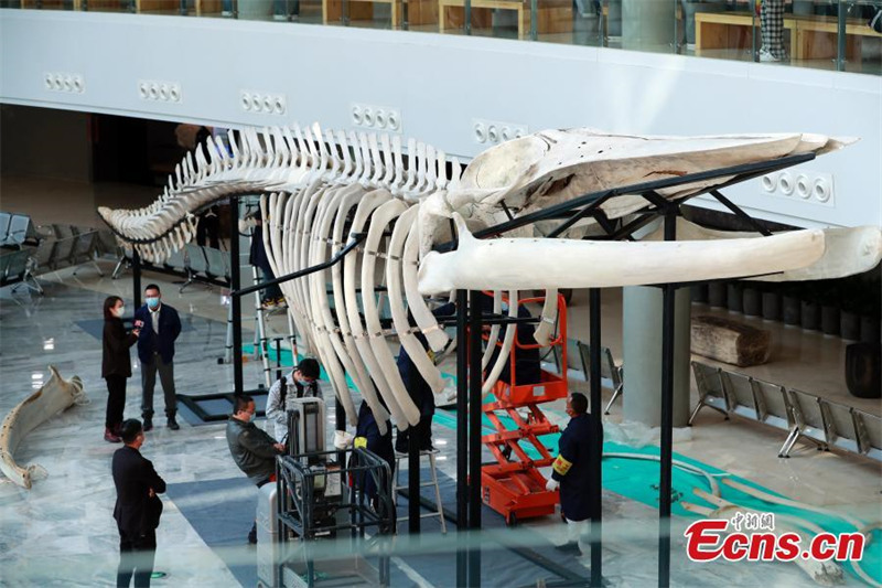 Des taxidermistes installent le plus long spécimen de rorqual commun de Chine au Musée d'histoire naturelle de Shanghai (est de la Chine), le 9 décembre 2021. (Tang Yanjun/China News Service)