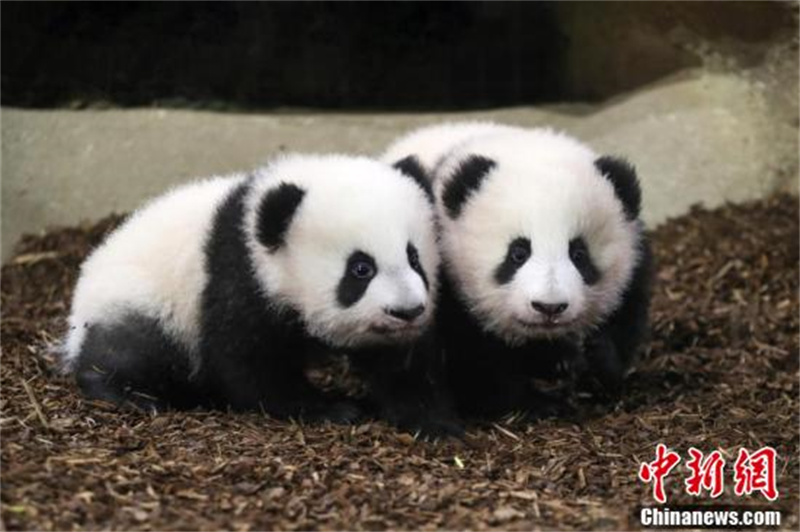 France : les petits pandas géants « Huanlili » et « Yuandudu » rencontrent le public pour la première fois