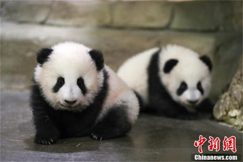 France : les petits pandas géants « Huanlili » et « Yuandudu » rencontrent le public pour la première fois