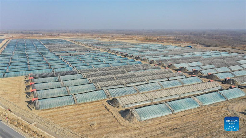 Xinjiang : un parc industriel agricole aide les villageois locaux à augmenter leurs revenus 