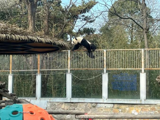 Le « panda kung-fu » du zoo de Beijing étonne les visiteurs avec ses compétences