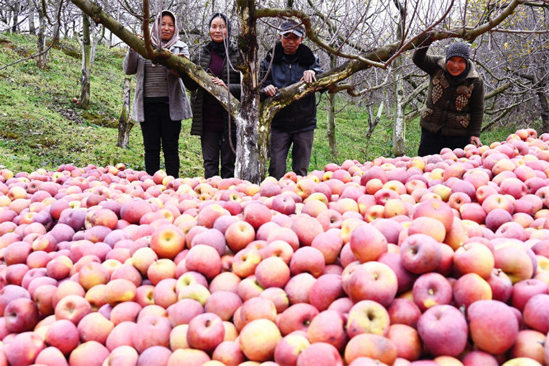 Un train de pommes apporte la prospérité aux agriculteurs du Yunnan