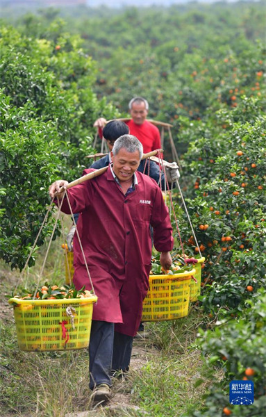 Guangxi : les paysans célèbrent une récolte exceptionnelle d'agrumes