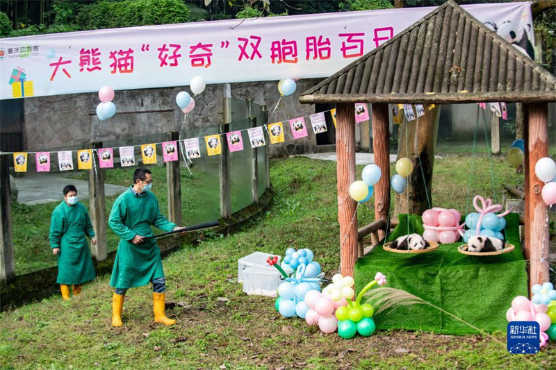 Chongqing : les jumeaux pandas géants « Qizhen » et « Qibao » rencontrent le public pour la première fois