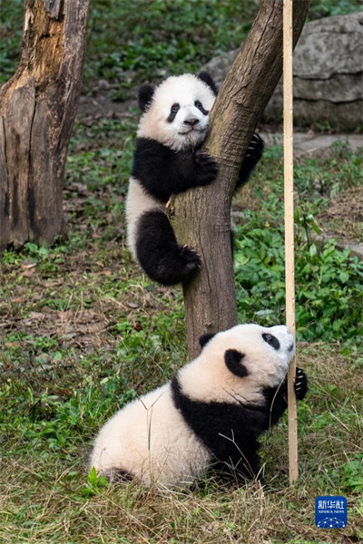 Chongqing : les jumeaux pandas géants « Qizhen » et « Qibao » rencontrent le public pour la première fois