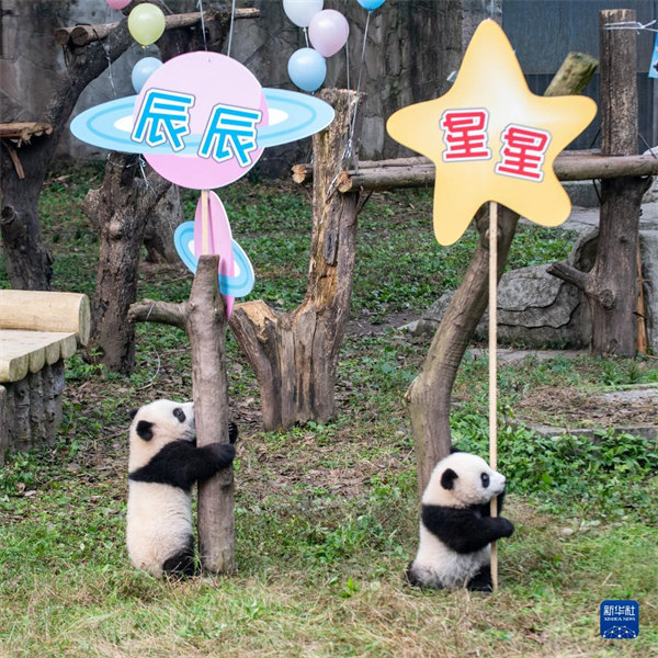 Chongqing : les jumeaux pandas géants « Qizhen » et « Qibao » rencontrent le public pour la première fois