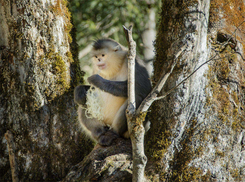 Les adorables singes au nez retroussé du district autonome de Weixi, dans la province du Yunnan