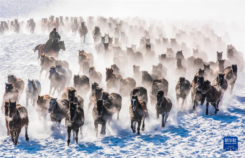 Des chevaux courent sur des champs enneigés au Xinjiang