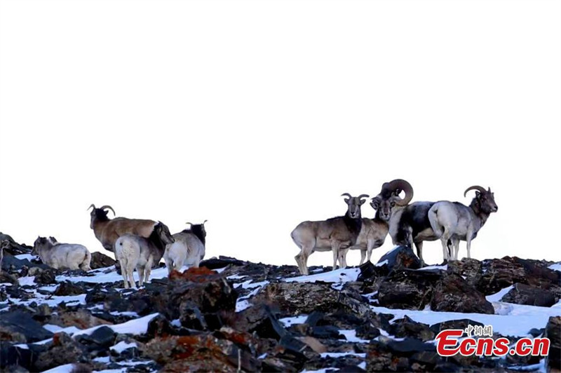 Le parc national de Sanjiangyuan effectue sa première patrouille de 2022
