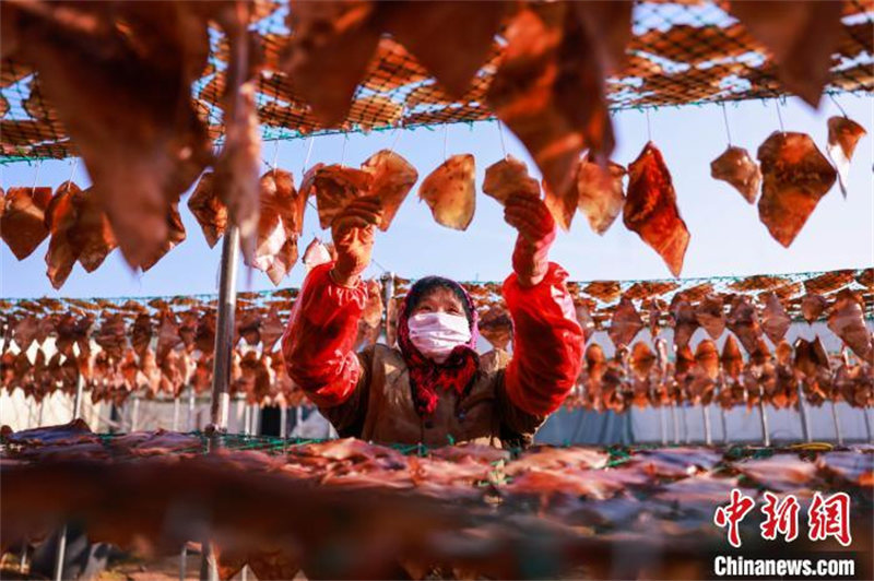 Shandong : les commandes de poissons séchés des pêcheurs de Rongcheng très demandées à l'approche de la Fête du printemps