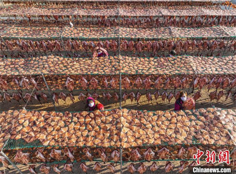 Shandong : les commandes de poissons séchés des pêcheurs de Rongcheng très demandées à l'approche de la Fête du printemps