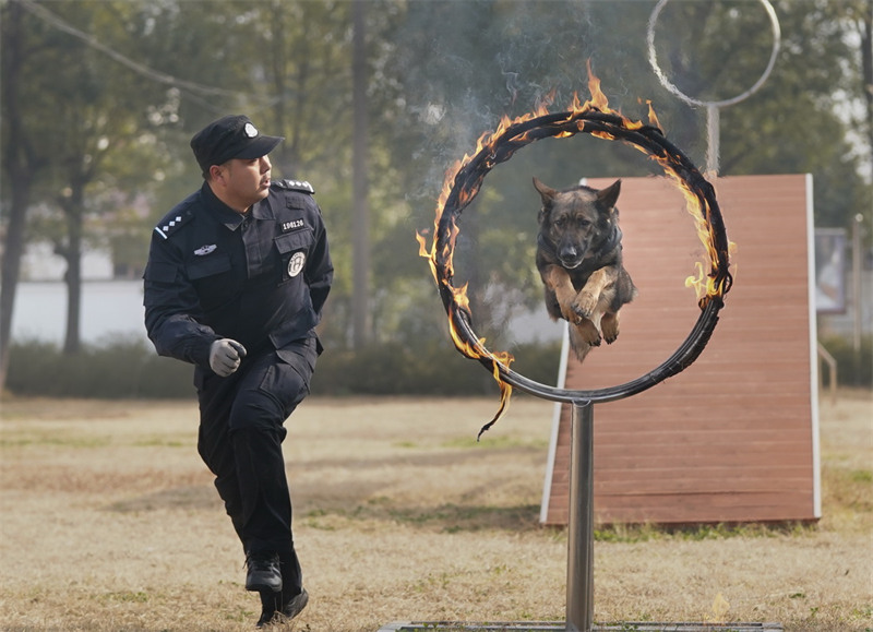 Wuhan : l'entraînement des chiens policiers pour préparer la Fête du Printemps