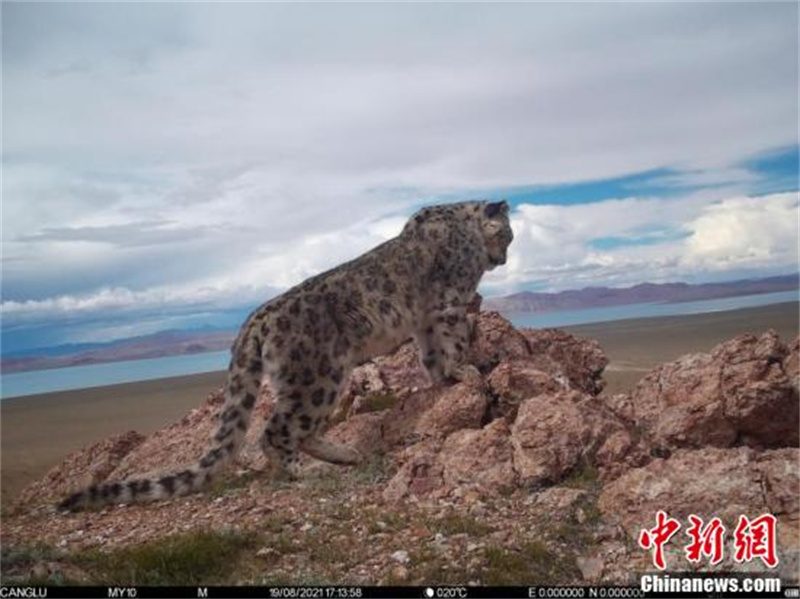 Des léopards de neige repérés dans 11 districts de la ville de Naqu au Tibet