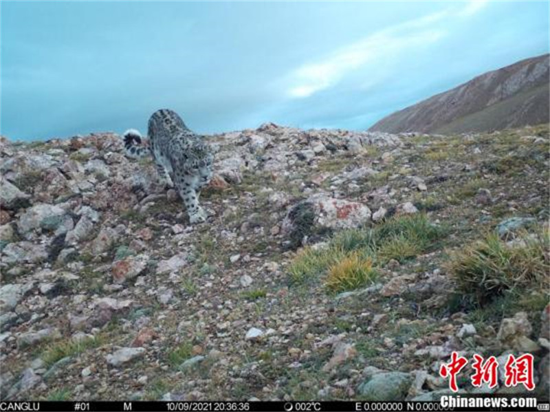 Des léopards de neige repérés dans 11 districts de la ville de Naqu au Tibet