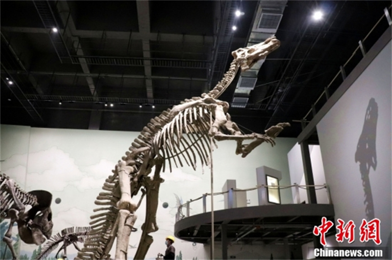 Photo montrant le « Dinosaure géant du Shandong ». (Li Mingrui/China News Service)