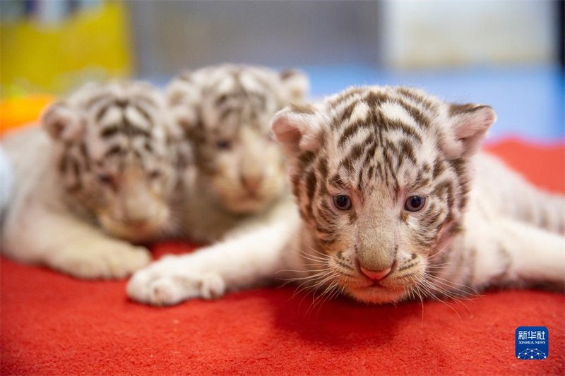 « Trois tigres blancs sœurs » présentées au public pour l'Année du Tigre à Huzhou, dans le Zhejiang