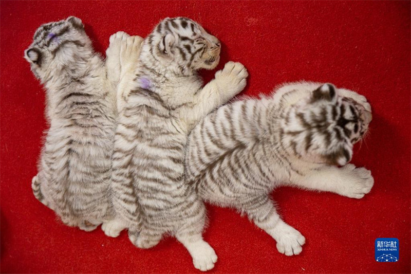 « Trois tigres blancs sœurs » présentées au public pour l'Année du Tigre à Huzhou, dans le Zhejiang