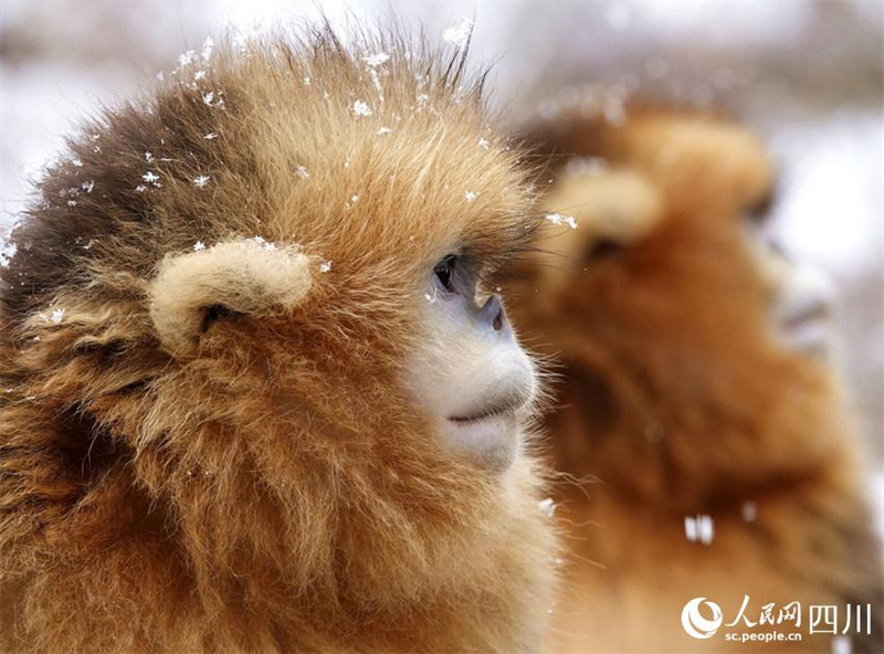 Adorables ! Les singes dorés au nez retroussé de la province du Sichuan descendent des montagnes « en groupe » et jouent dans la neige